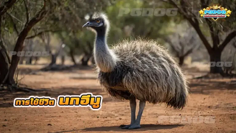 การใช้ชีวิต นกอีมู