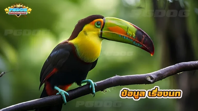 ข้อมูล เรื่องนก