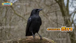 ความฉลาด อีกา