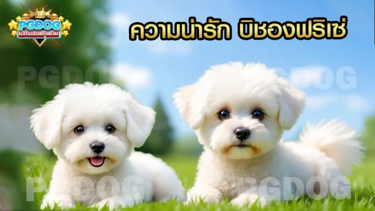 ความน่ารัก บิชองฟริเซ่
