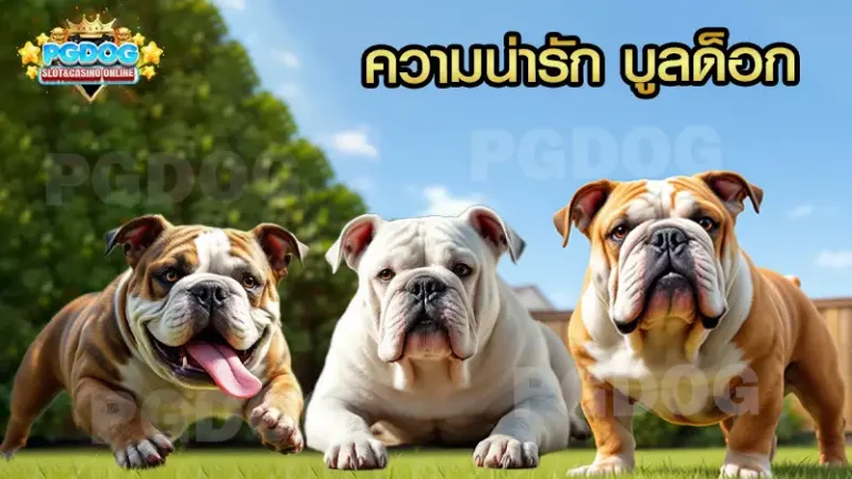 ความน่ารัก บูลด็อก