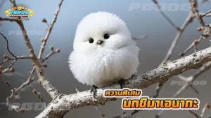 ความพิเศษ นกชิมาเอนากะ