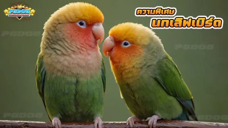 ความพิเศษ นกเลิฟเบิร์ด