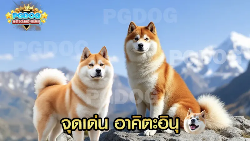 จุดเด่น อาคิตะอินุ