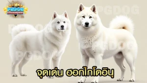 จุดเด่น ฮอกไกโดอินุ