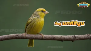 ที่อยู่ นกคีรีบูน