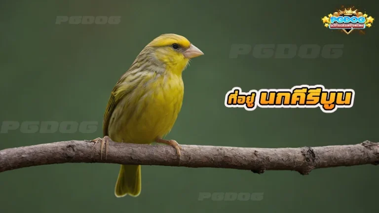 ที่อยู่ นกคีรีบูน