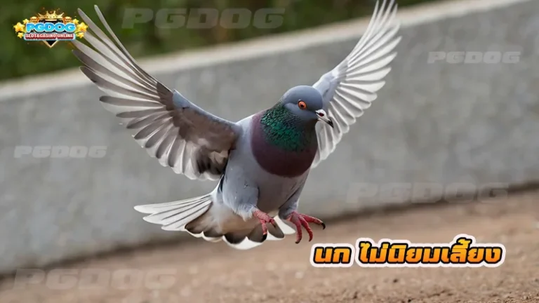 นก ไม่นิยมเลี้ยง