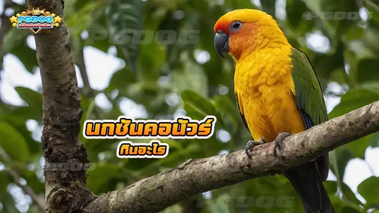 นกซันคอนัวร์ กินอะไร