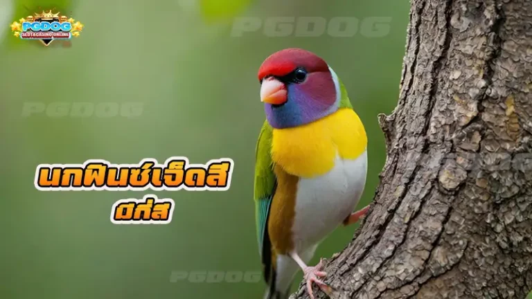 นกฟินซ์เจ็ดสี มีกี่สี