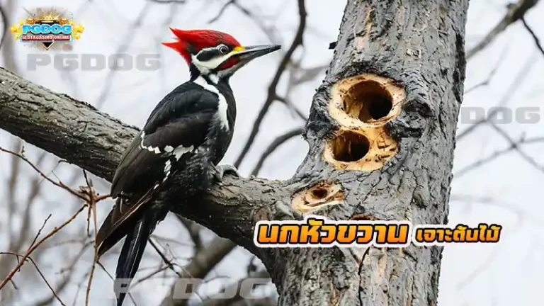 นกหัวขวาน เจาะต้นไม้