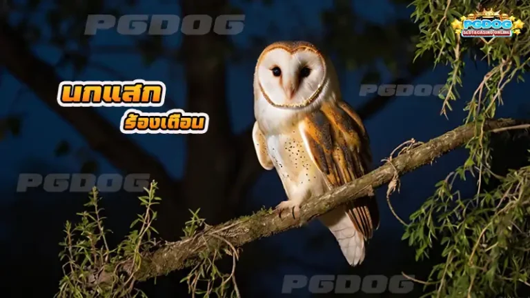 นกแสก ร้องเตือน