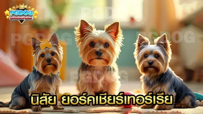 นิสัย ยอร์คเชียร์เทอร์เรีย