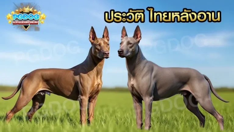 ประวัติ ไทยหลังอาน