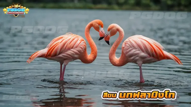 สีขน นกฟลามิงโก