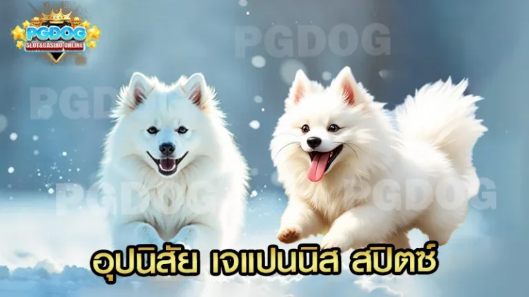 อุปนิสัย เจแปนนิส สปิตซ์