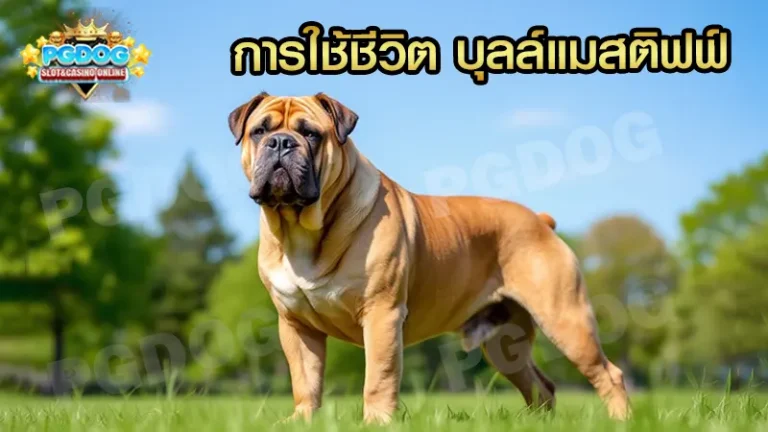 การใช้ชีวิต บุลล์แมสติฟฟ์