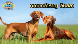 ความกล้าหาญ วิซสลา