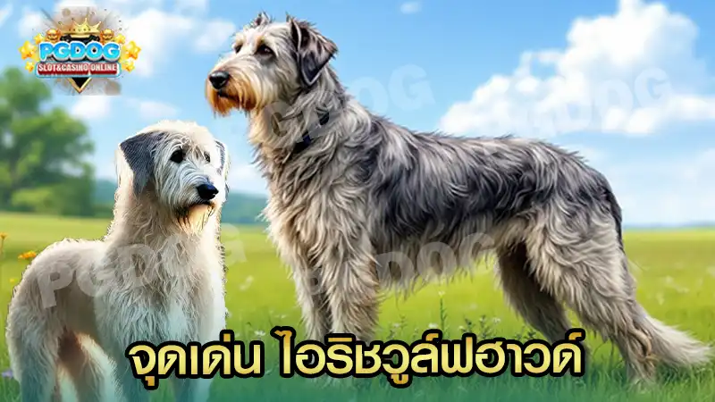 จุดเด่น ไอริชวูล์ฟฮาวด์
