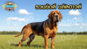 รวมข้อดี บลัดฮาวด์