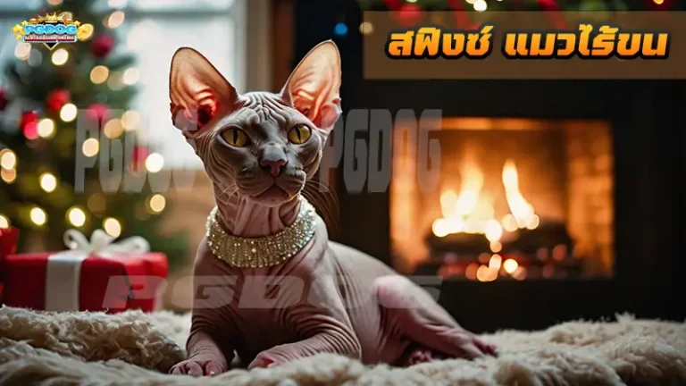 สฟิงซ์ แมวไร้ขน