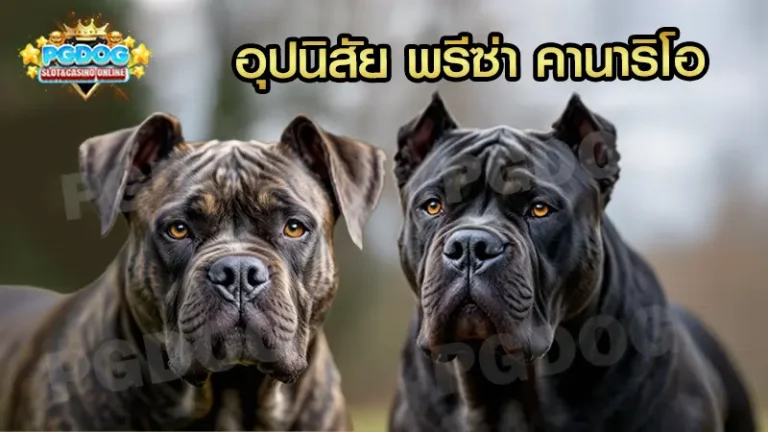 อุปนิสัย พรีซ่า คานาริโอ