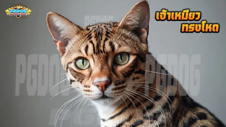 เจ้าเหมียว ทรงโหด