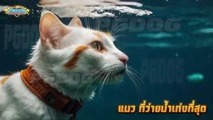 แมว ที่ว่ายน้ำเก่งที่สุด