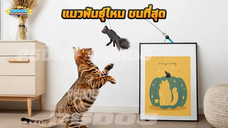 แมวพันธุ์ไหน ซนที่สุด