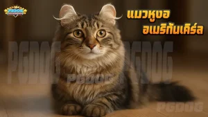 แมวหูงอ อเมริกันเคิร์ล