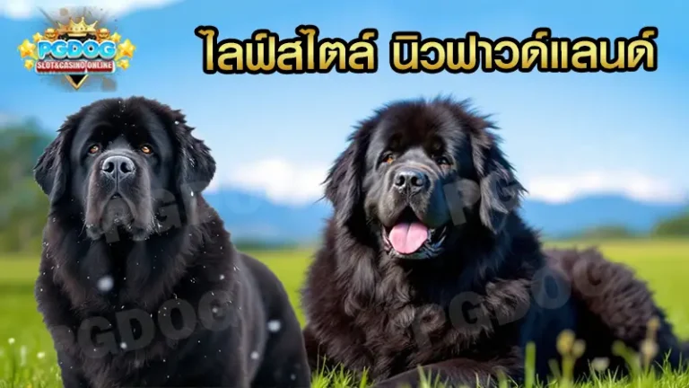 ไลฟ์สไตล์ นิวฟาวด์แลนด์