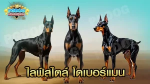 ไลฟ์สไตล์ โดเบอร์แมน