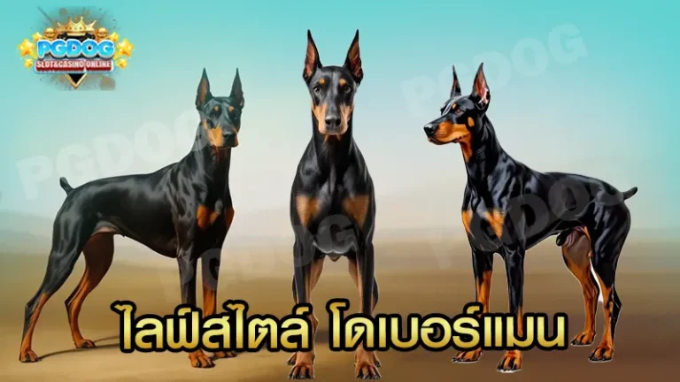 ไลฟ์สไตล์ โดเบอร์แมน