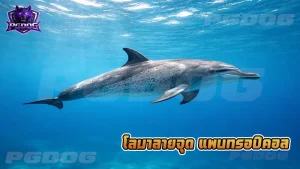 โลมาลายจุด แพนทรอปิคอล