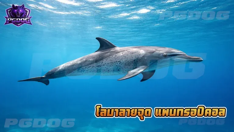 โลมาลายจุด แพนทรอปิคอล