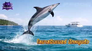 โลมาสปินเนอร์ นักหมุนตัว