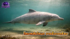 โลมาหลังโหนก ชายฝั่งเขตร้อน