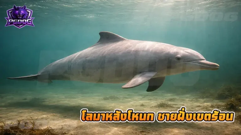 โลมาหลังโหนก ชายฝั่งเขตร้อน